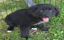 Golden Retriever dogs for sale: Bingo - Image 3
