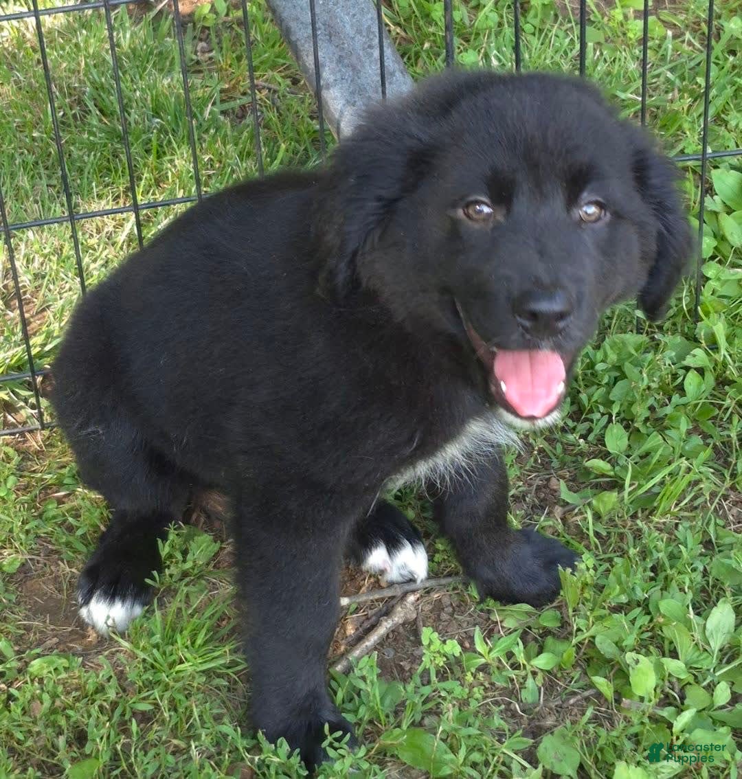 Golden Retriever dogs for sale: Bingo - Image 3