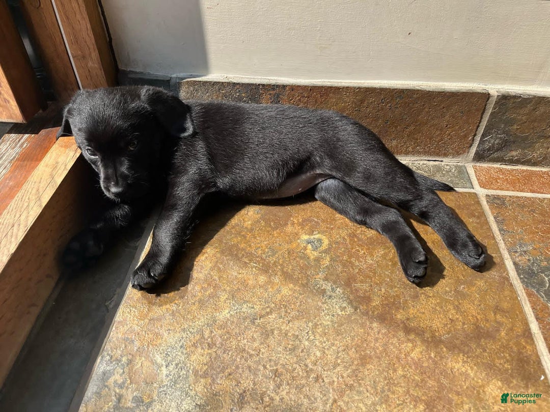 Labrador Retriever dogs for sale: Brina - Image 4