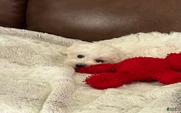 Maltese dogs for sale: Archer - Image 3