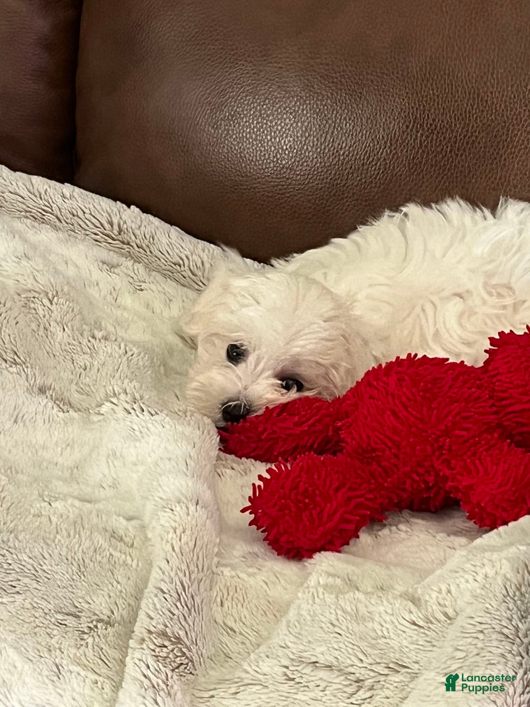 Maltese dogs for sale: Archer - Image 3