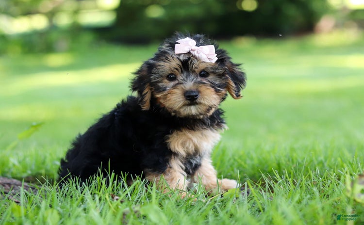 Yorkiepoo dogs - Advert 38