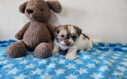 Havanese dogs for sale: Ike - Image 3