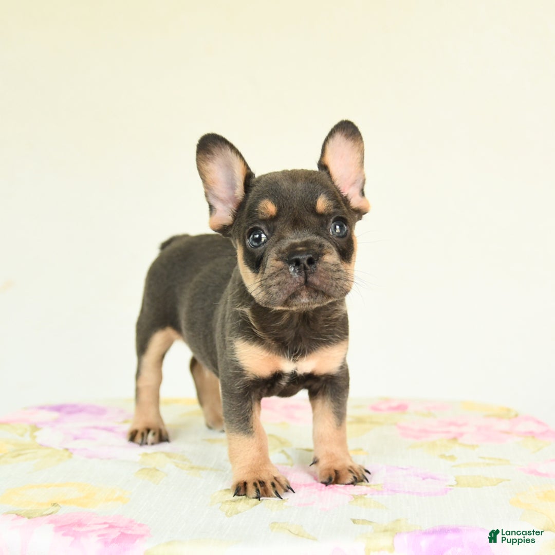 French Bulldog dogs for sale: Happy - Image 1