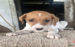 Jack Russell Terrier dogs for sale: Jackson - Image 1