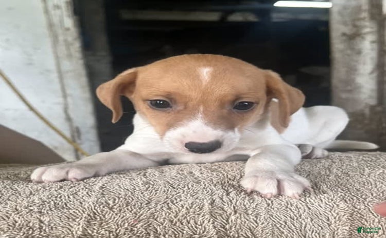 Jack Russell Terrier dogs for sale - Ad 1