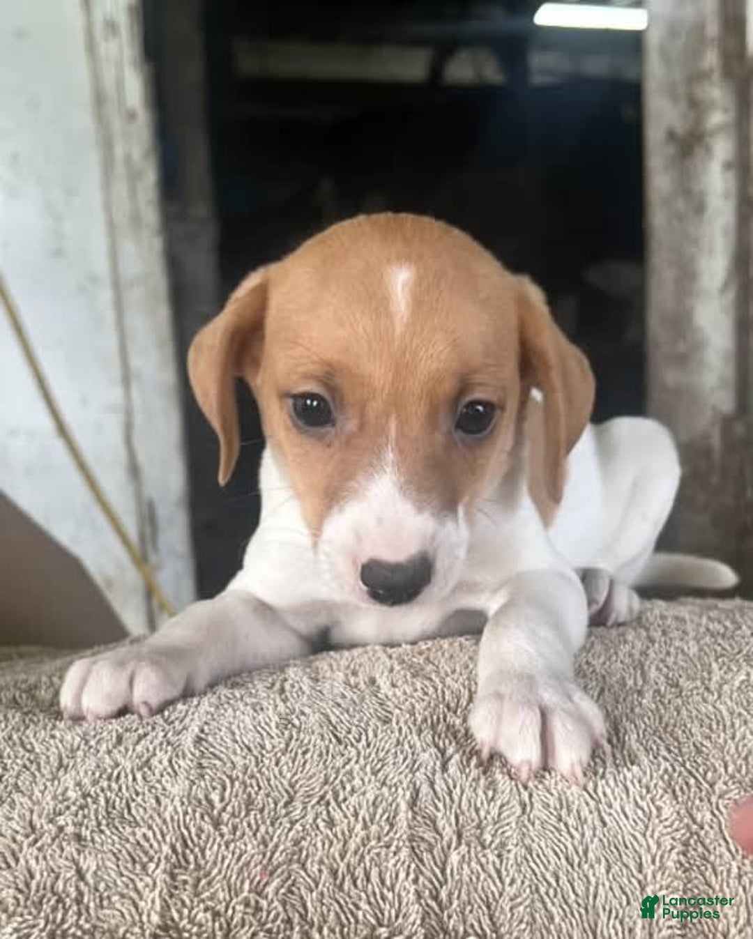 Jack Russell Terrier dogs for sale: Jackson - Image 1