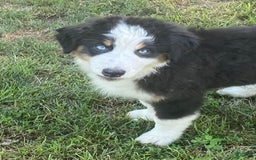 Australian Shepherd dogs for sale: Diva - Image 2