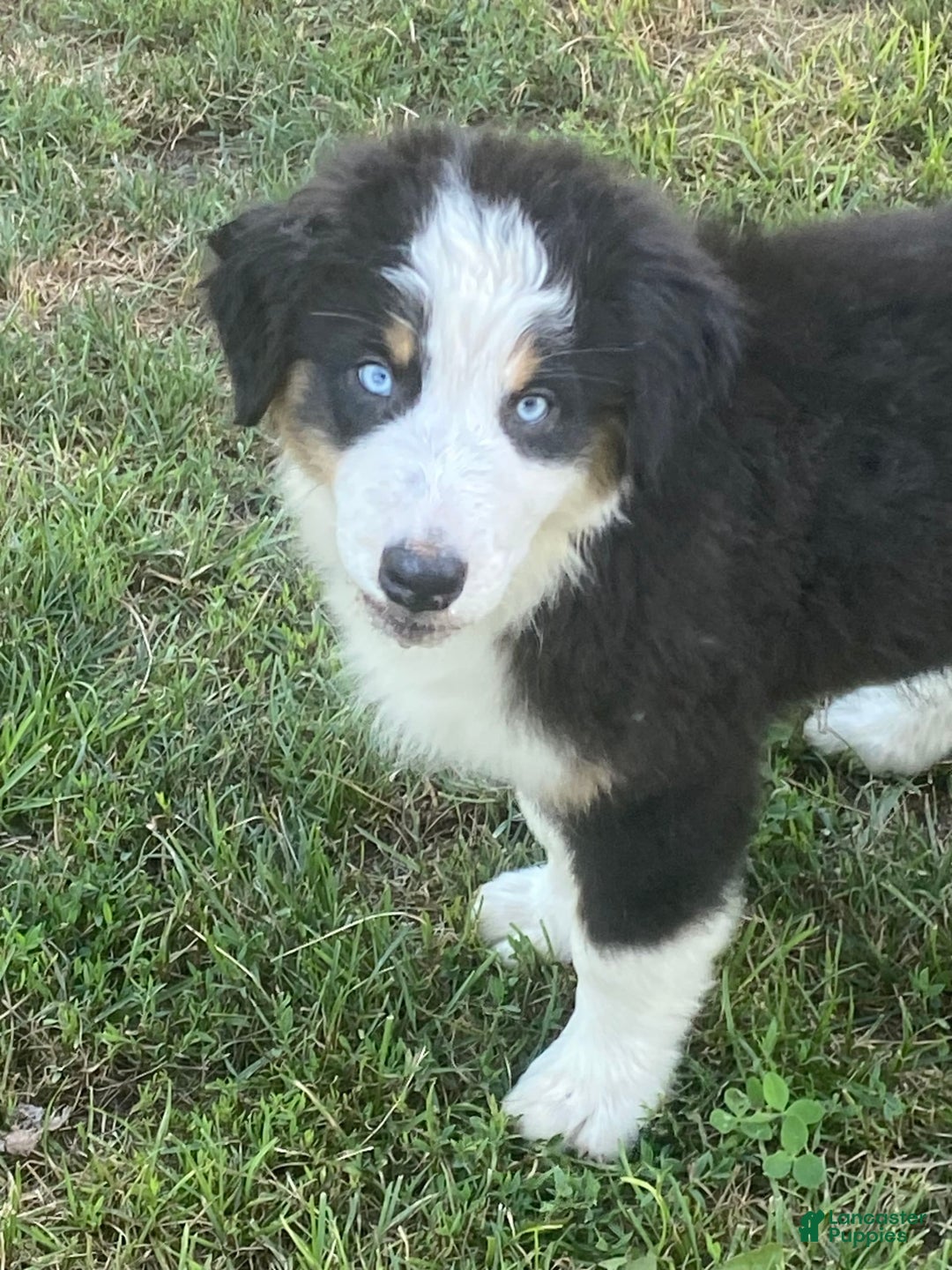 Australian Shepherd dogs for sale: Diva - Image 2