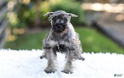 Miniature Schnauzer dogs for sale: Bingo - Image 2