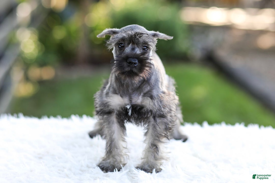 Miniature Schnauzer dogs for sale: Bingo - Image 2