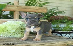 French Bulldog dogs for sale: Tilly - Image 5