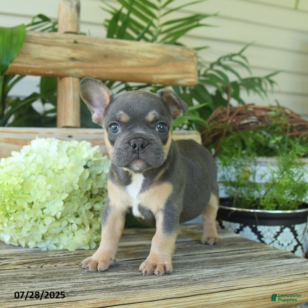 French Bulldog dogs for sale: Tilly - Image 5