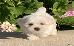 Coton De Tulear dogs for sale: Button - Image 4