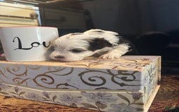 Biewer Terrier dogs for sale: Baxter - Image 2