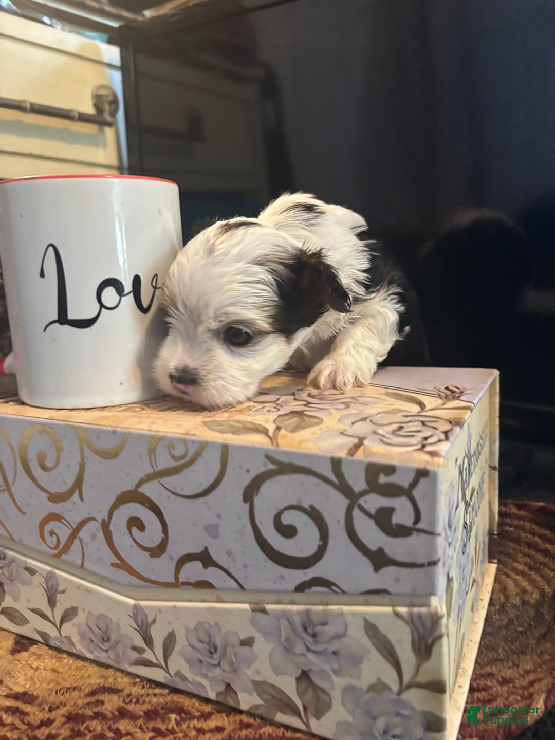 Biewer Terrier dogs for sale: Baxter - Image 2