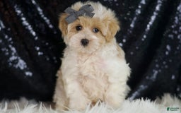 Maltipoo dogs for sale: Orly - Image 1