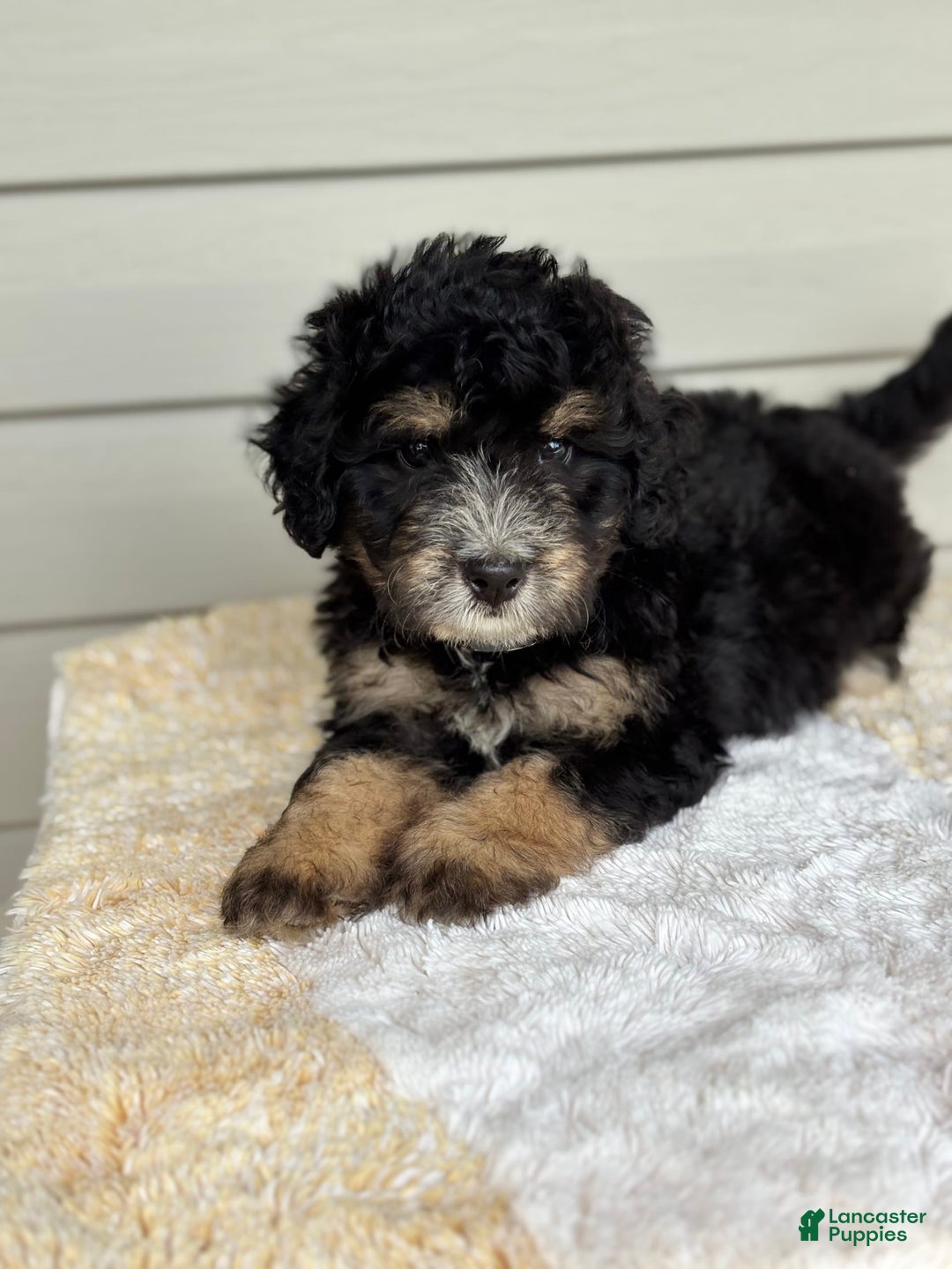 Mini Bernedoodle dogs for sale: Reno - Image 7