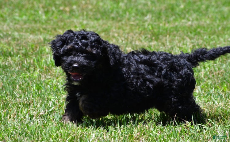 Cockapoo dogs for sale - Ad 3