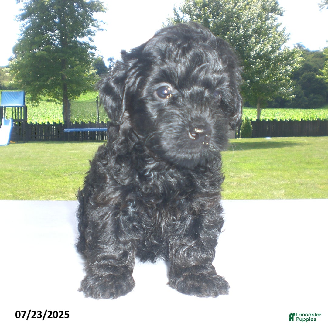 Yorkiepoo dogs for sale: Mack - Image 21