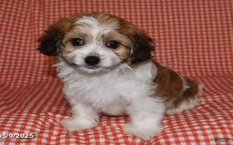 Havanese dogs for sale: Chunky Monkey - Image 5