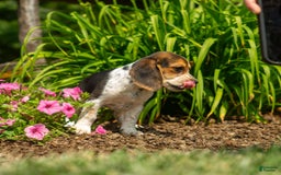 Beagle dogs for sale: Eclair - Image 13