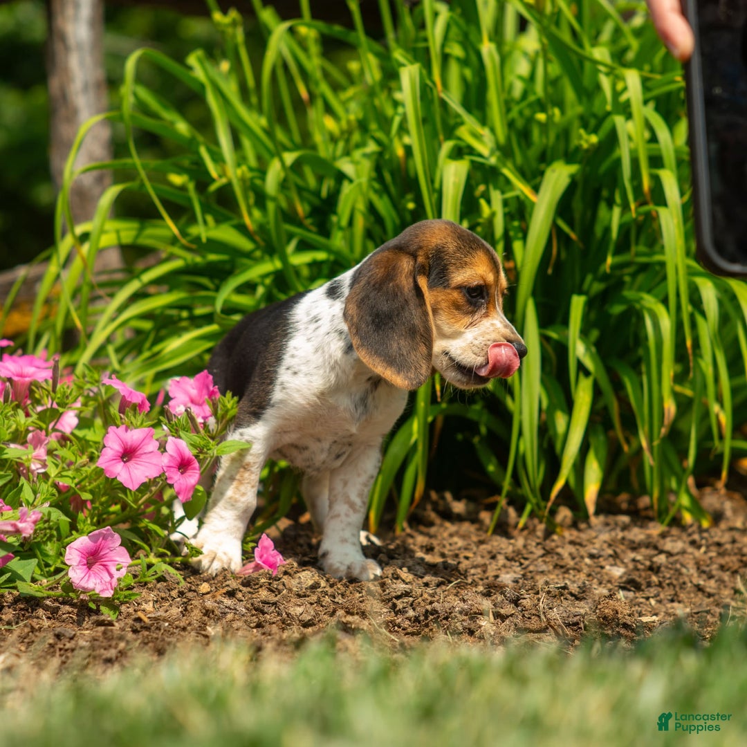 Beagle dogs for sale: Eclair - Image 13