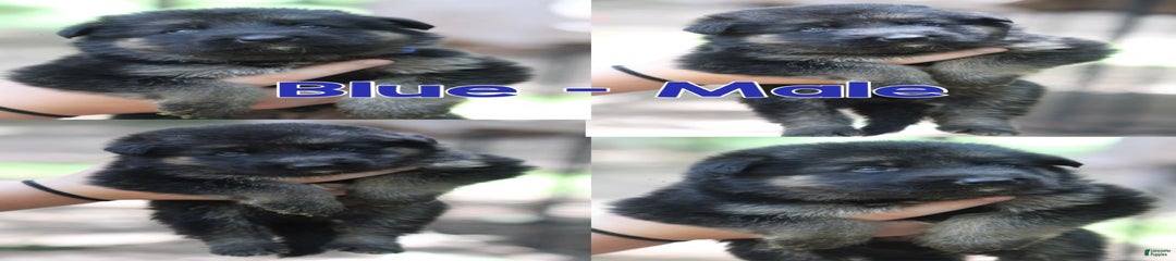 Longhair Blue Male Black And Red
