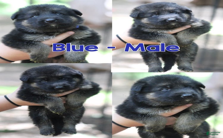 German Shepherd dogs for sale - Ad 4