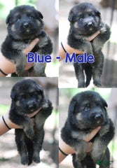 Longhair Blue Male Black And Red