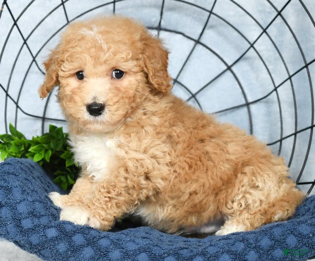 Bichpoo dogs for sale: Nolan - Image 7