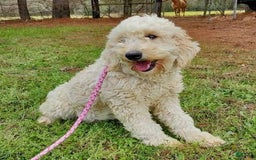 Mini Goldendoodle dogs for sale: Wyatt - Image 7