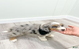 Mini Bernedoodle dogs for sale: Ava - Image 4