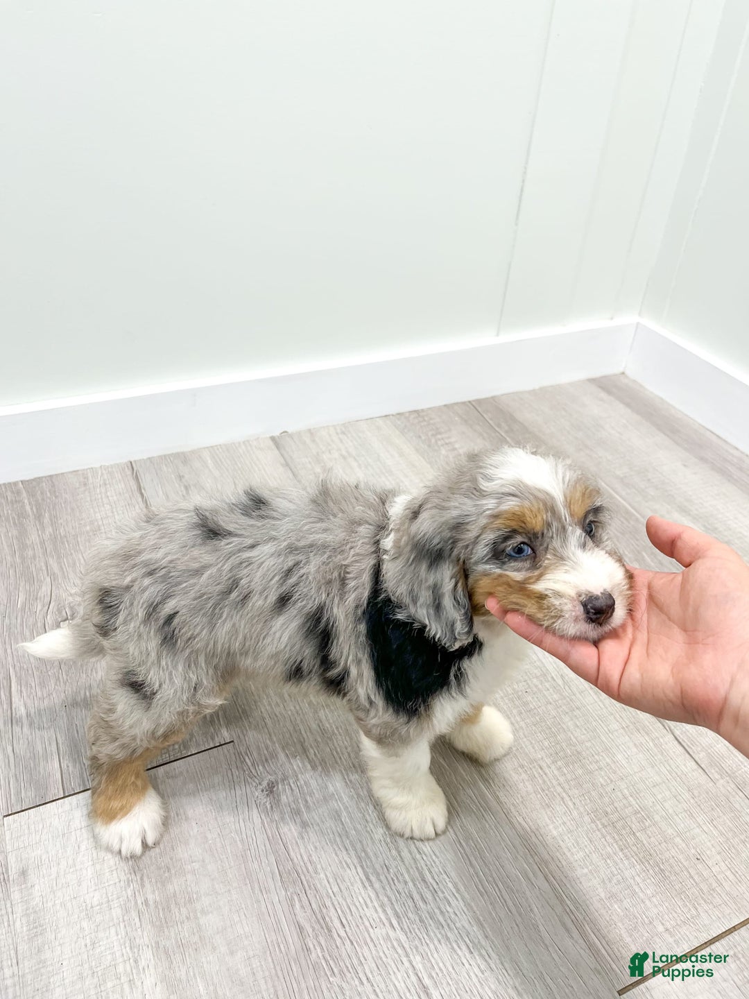 Mini Bernedoodle dogs for sale: Ava - Image 4
