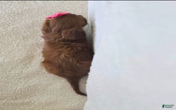 Cavapoo dogs for sale: Summer - Image 8