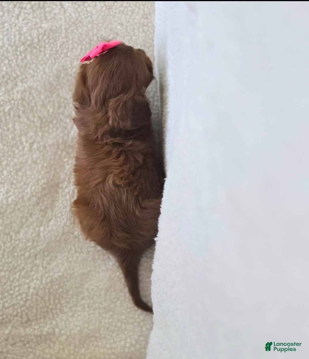 Cavapoo dogs for sale: Summer - Image 8