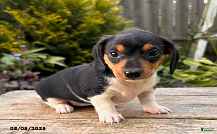 Miniature Dachshund dogs for sale - Ad 4