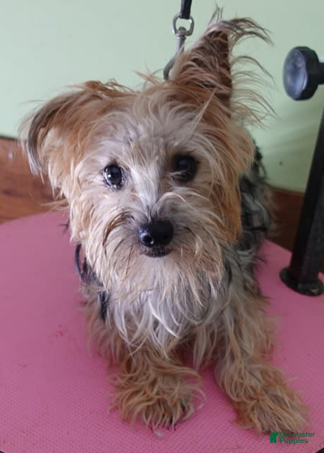 Yorkshire Terrier dogs for sale: Nessie - Image 25