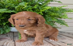 Goldendoodle dogs for sale: Ellie - Image 29