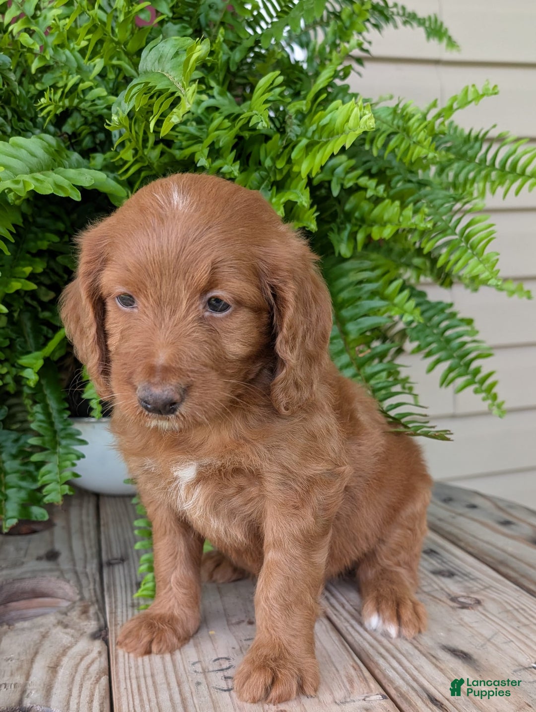 Goldendoodle dogs for sale: Ellie - Image 29