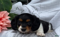 Miniature Dachshund dogs for sale: Ladybug - Image 7