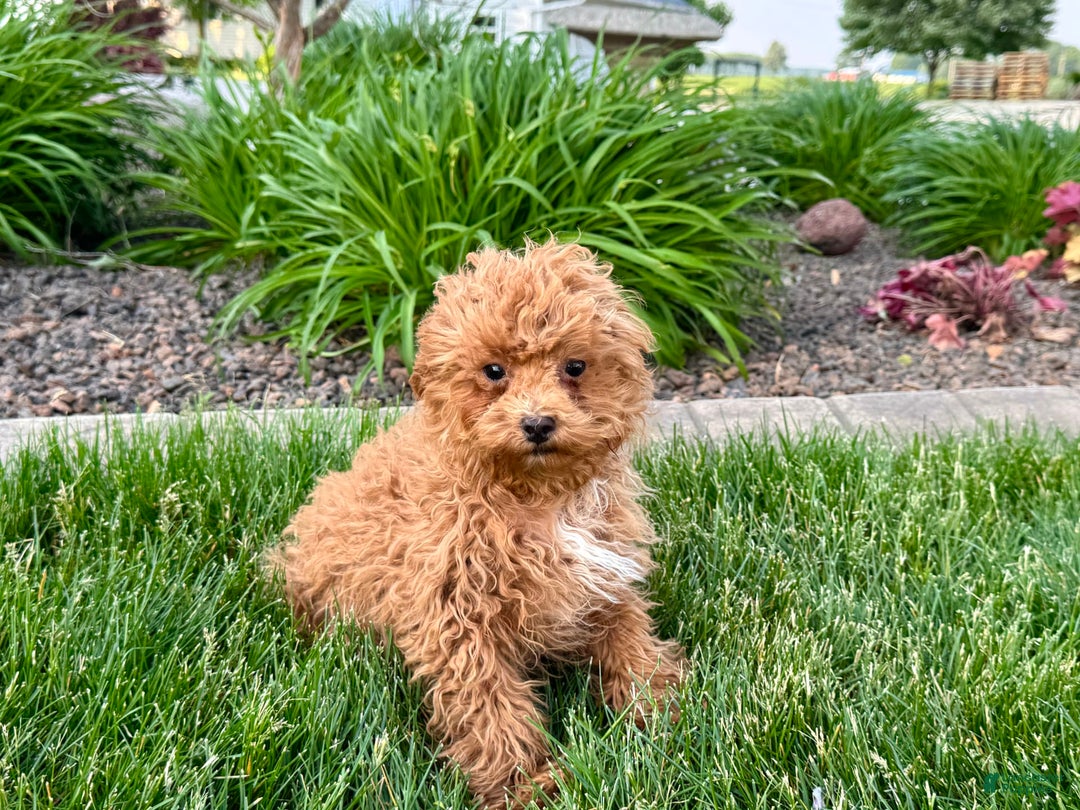 Maltipoo dogs for sale: Macon - Image 6