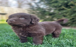 Newfoundland dogs for sale: Champ - Image 3