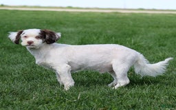 Shihpoo dogs for sale: Billy - Image 9