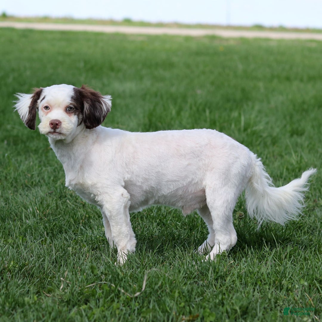 Shihpoo dogs for sale: Billy - Image 9