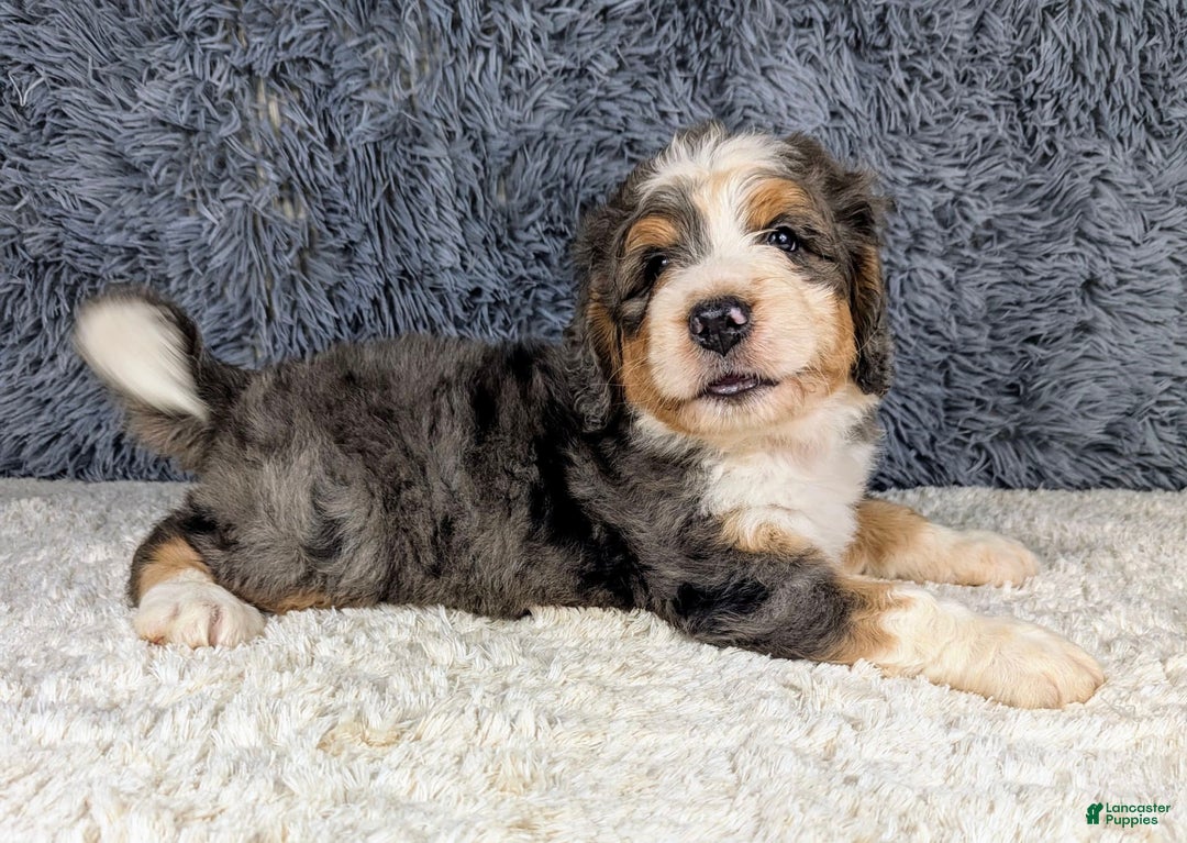Bernedoodle dogs for sale: Jester - Image 7