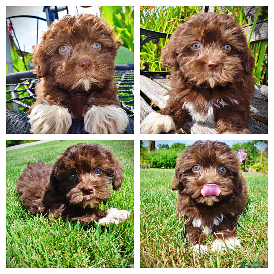 Havapoo dogs for sale: Classy - Image 1