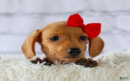 Miniature Dachshund dogs for sale: Nick - Image 9