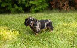 Miniature Dachshund dogs for sale: Miniature Dachshund 5 puppies - Image 3