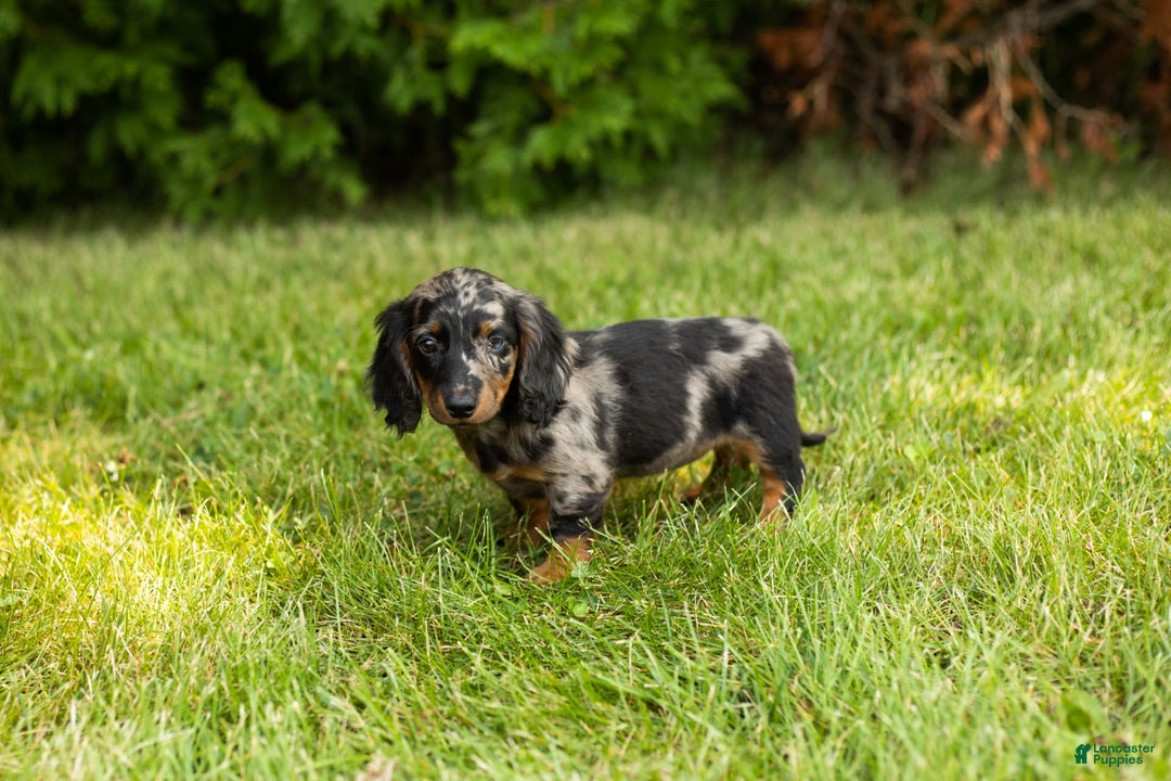 Miniature Dachshund dogs for sale: Miniature Dachshund 5 puppies - Image 3